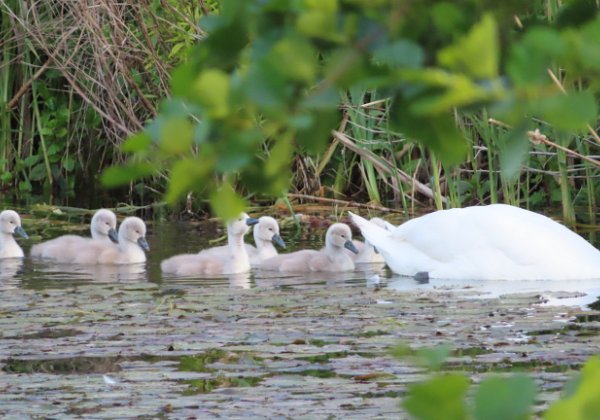 Baby Swans May 2020